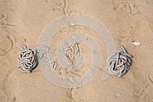 Lugworm or sandworm cast on sand