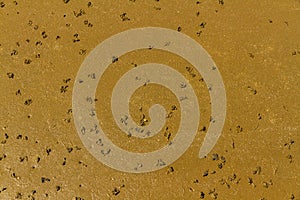 Lugworm worm casts on beach