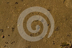 Lugworm worm casts on beach