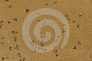 Lugworm worm casts on beach