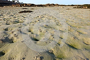 Lugworms at low tide