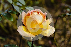 Luis DeFunes variety of rose grown in the rose garden of Palermo in Buenos Aires photo