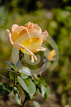 Luis DeFunes variety of rose grown in the rose garden of Palermo in Buenos Aires photo