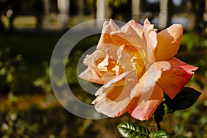 Luis DeFunes variety of rose grown in the rose garden of Palermo in Buenos Aires photo