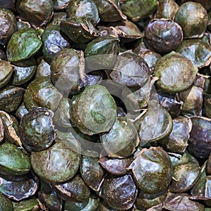 Luk nieng, Djenkol bean fruit.