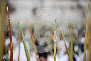 Lulavs or closed palm fronds raised in the air during prayer services on the Jewish holiday of Sukkot