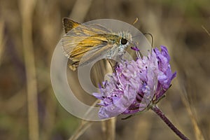 Lulworth Skipper nectaring on Field Scabious