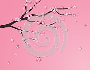Lum flower or cherry blossom on pink background
