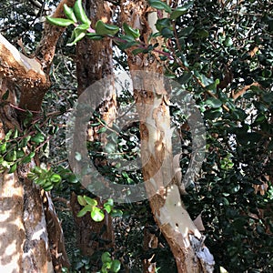 Luma apiculata (Chilean myrtle) photo