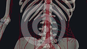 The lumbar arteries are the four pairs of branches of the abdominal aorta found on the posterior abdominal wall