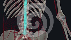 The lumbar arteries are the four pairs of branches of the abdominal aorta found on the posterior abdominal wall