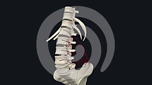 The lumbar arteries are the four pairs of branches of the abdominal aorta found on the posterior abdominal wall