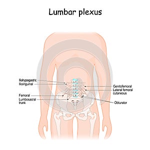 Lumbar plexus