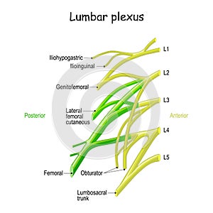 Lumbar plexus. Clinical Anatomy of Spinal Nerves photo