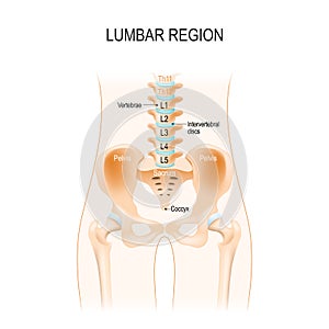 Lumbar region. Human anatomy photo