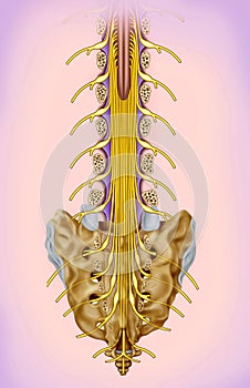 Lumbar and sacral nerve branch illustration.