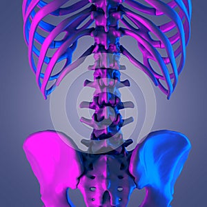 The lumbar spine