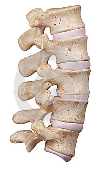 The lumbar spine