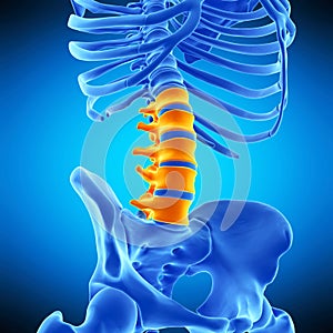 The lumbar spine