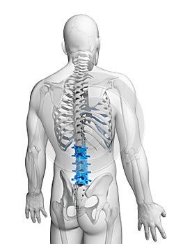 Lumbar spine photo