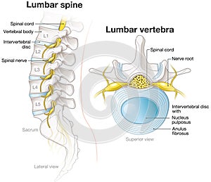 Lumbar spine and lumbar vertebra, labeled anatomical illustration