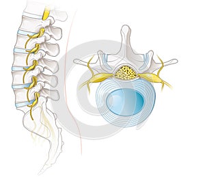 Lumbar spine and lumbar vertebra, labeled anatomical illustration