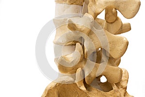 Lumbar spine model isolated on white background