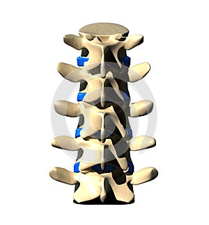 Lumbar Spine - Posterior view