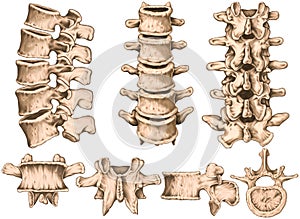 Lumbar spine structure, vertebral bones, anterior, lateral, posterior, superior view