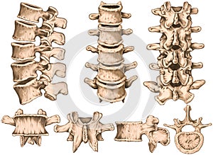 Lumbar spine structure, vertebral bones, anterior, lateral, posterior, superior view photo