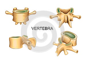 Lumbar vertebra in different position