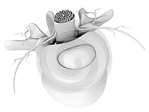 Lumbar vertebra with intervertebral disk, medically 3D illustration on white background