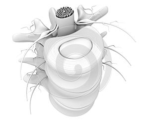 Lumbar vertebra with intervertebral disk, medically 3D illustration on white background