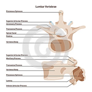 Lumbar vertebra. The largest segments of the vertebral column