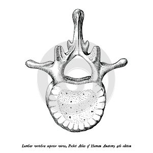 Lumbar vertebra superior view anatomy hand draw vintage clip art photo