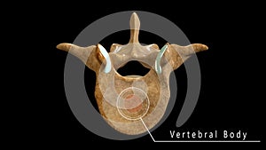 Lumbar vertebrae anatomy labeled