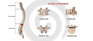 Lombare colonna vertebrale1 