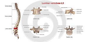 Lumbar vertebrae L3 photo