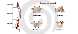Lumbar vertebrae L1 photo