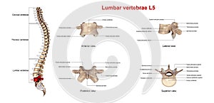 Lumbar vertebrae L5 photo