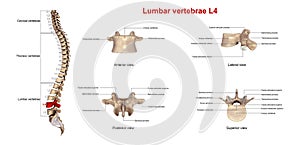 Lumbar vertebrae L4 photo