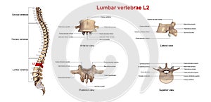 Lumbar vertebrae L2 photo