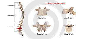 Lombare colonna vertebrale4 