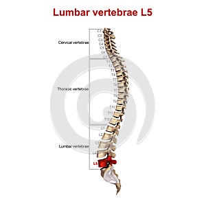Lombare colonna vertebrale5 