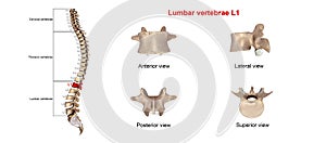 Lumbar vertebrae L1