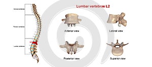 Lumbar vertebrae L2