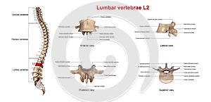 Lumbar vertebrae L2