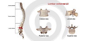 Lumbar vertebrae L3