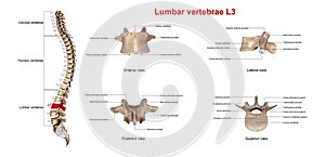 Lumbar vertebrae L3