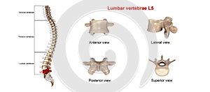 Lumbar vertebrae L5